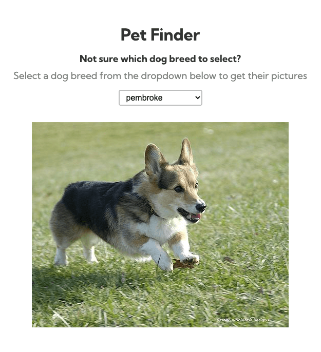 Pet Finder